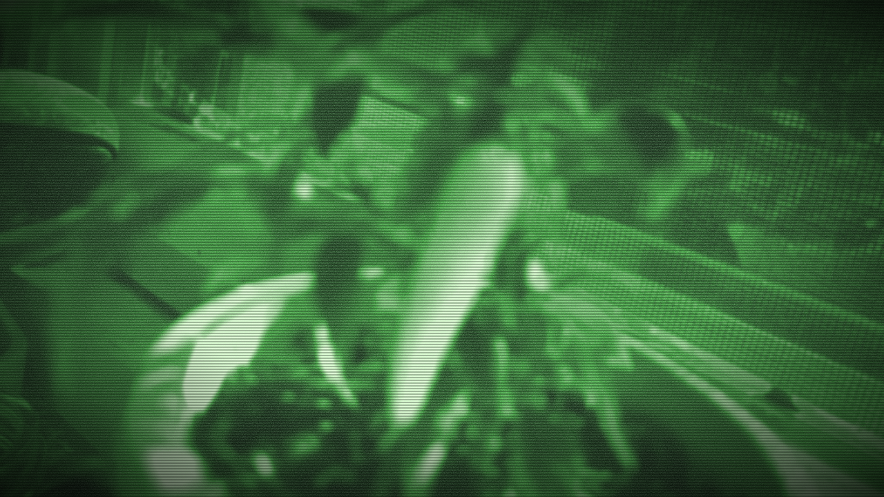 Night-vision camera view of Gus, a small chili pepper plant with one long pepper, on the kitchen windowsill.