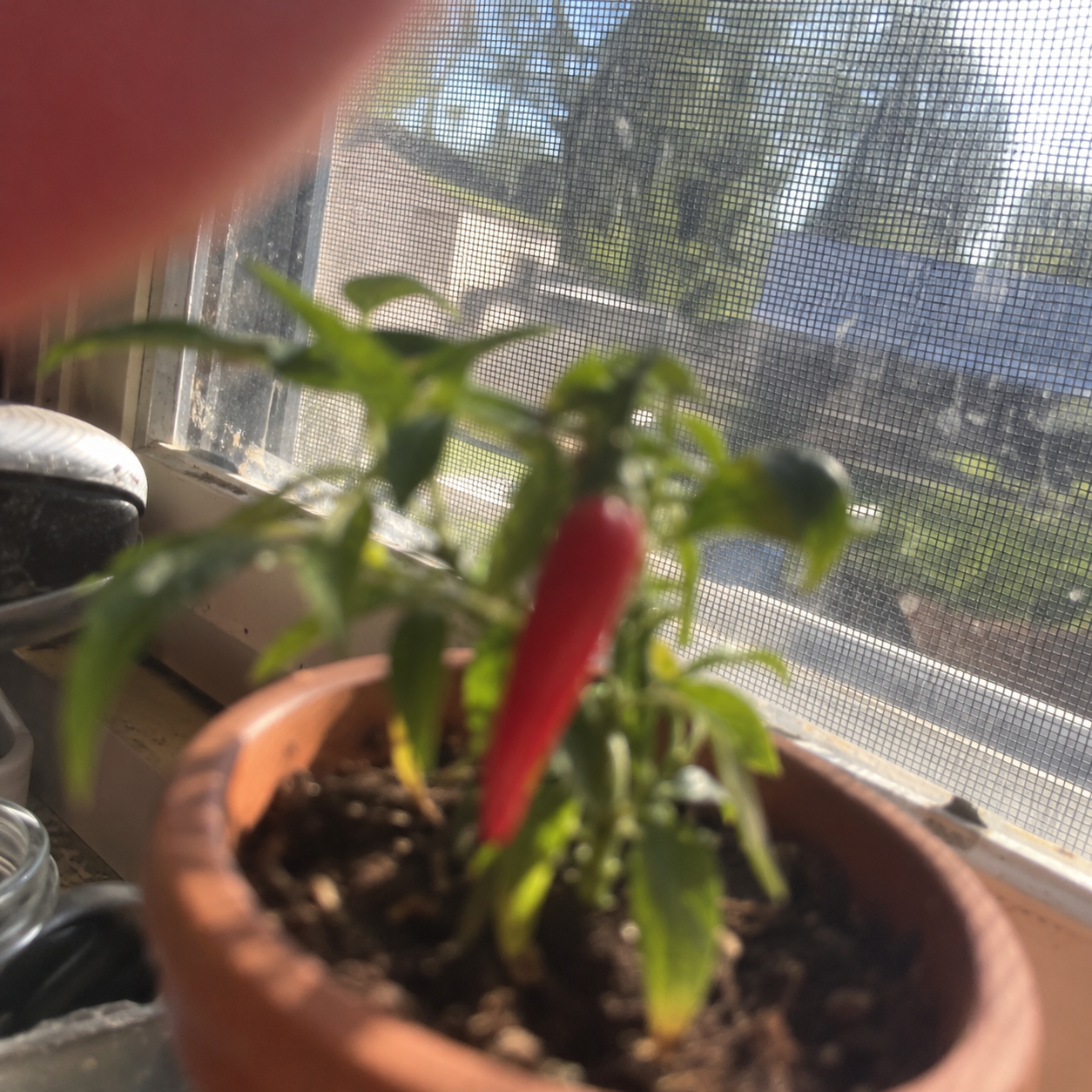A slightly blurry close-up of Gus, a small pepper plant with one long red chili pepper, in a terracotta pot on a sunny window ledge. A fingertip covers part of the top corner.